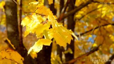 <strong>枫叶</strong>黄色的叶子在秋天的森林